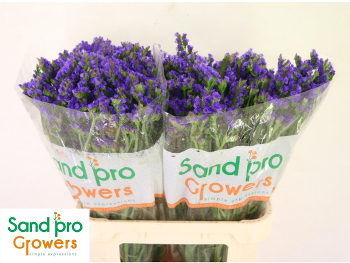 <h4>LIM S PIPPA WINGS</h4>