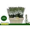 Matth Centum White