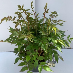 Astilbe wit