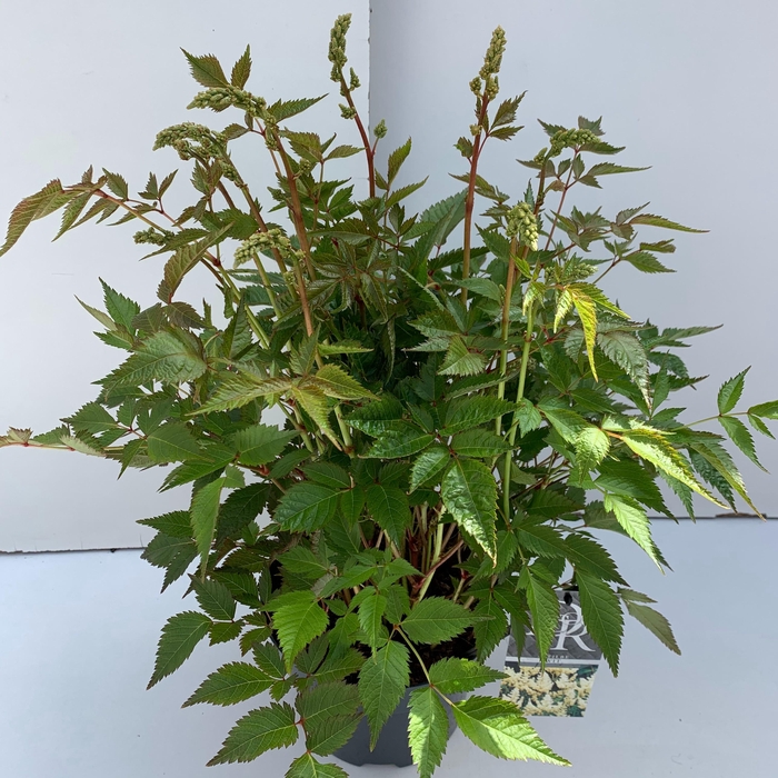 <h4>Astilbe wit</h4>