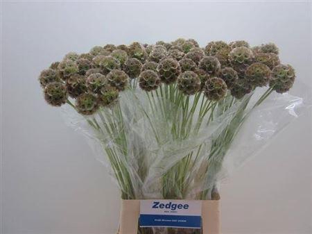 <h4>Scabiosa Stellata Seeds</h4>