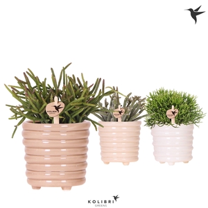Kolibri Greens Rhipsalis mix in Ring pot mix