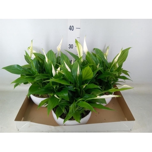 Spathiphyllum  'Pearl Cupido'