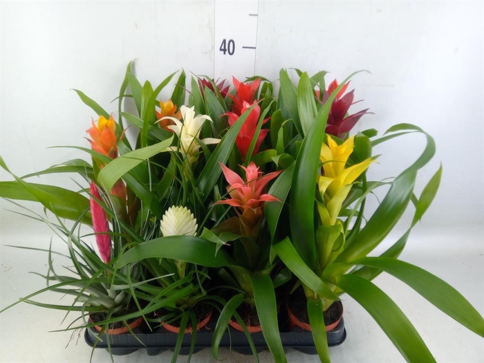 <h4>Bromelia   ...mix</h4>