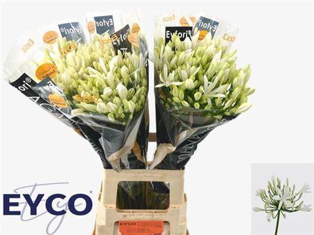 <h4>Agapanthus Eyfori White</h4>