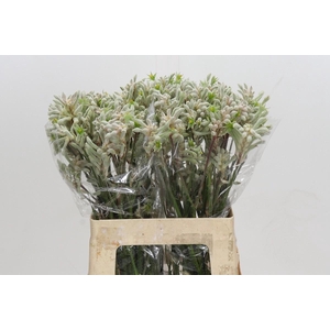 Anigozanthos Bush Diamond