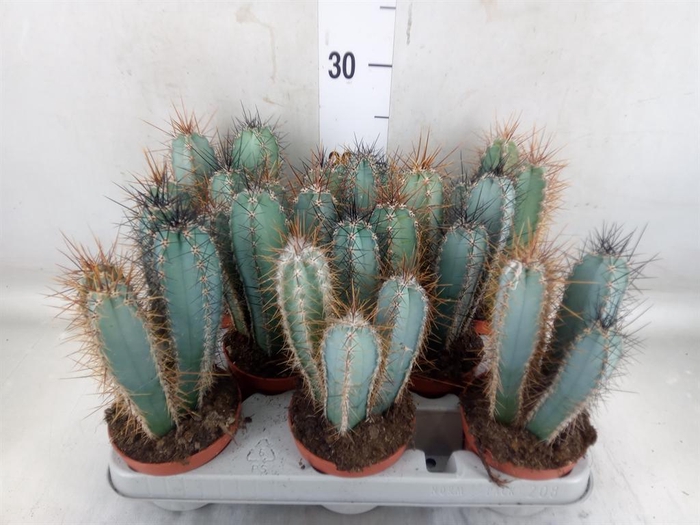 <h4>Cereus   ...</h4>