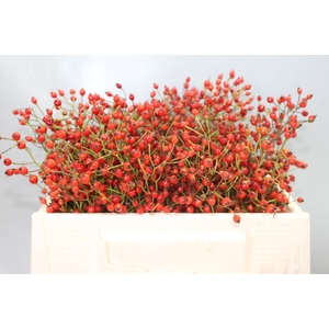 ROSA PRINSBERRY RED
