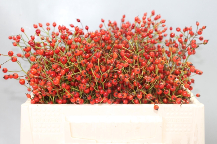 <h4>ROSA PRINSBERRY RED</h4>