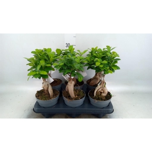 Ficus microcarpa 'Ginseng'