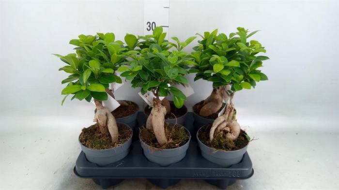 <h4>Ficus microcarpa 'Ginseng'</h4>