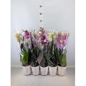 Phalaenopsis   ...mix
