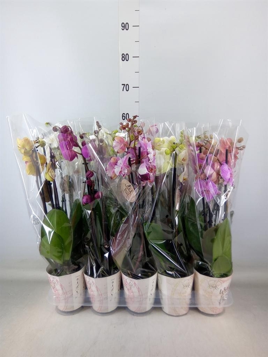 <h4>Phalaenopsis ...mix</h4>