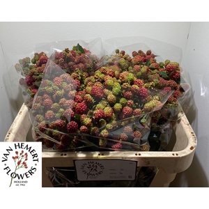 RUBUS FR CHESTER