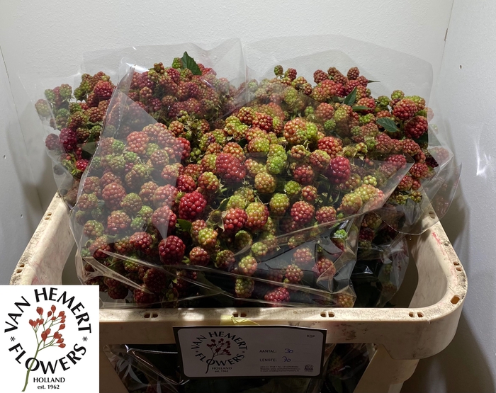 <h4>RUBUS FR CHESTER</h4>
