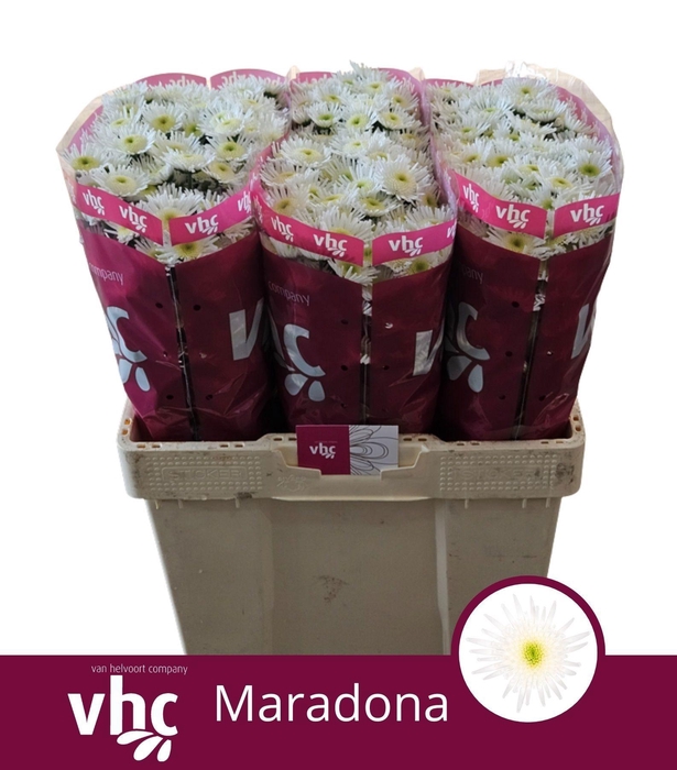 <h4>CHR S MARADONA</h4>