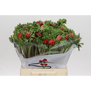 Anemone Galil Rood