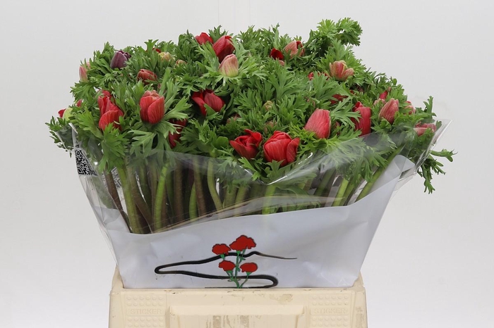 <h4>Anemone Galil Rood</h4>