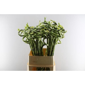 Dracena Lucky Bamboo