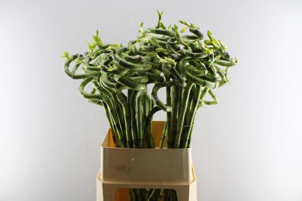 <h4>Dracena Lucky Bamboo</h4>
