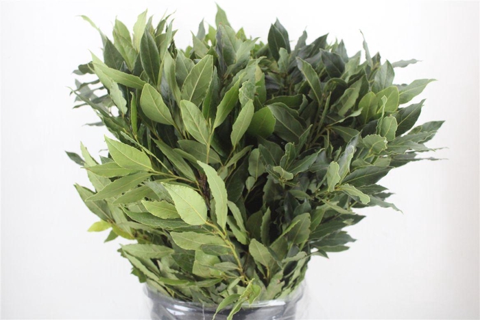 <h4>Laurier 300gr P Bunch</h4>