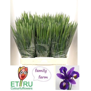 IRIS BLUE MAGIC
