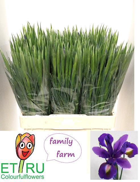 <h4>IRIS BLUE MAGIC</h4>