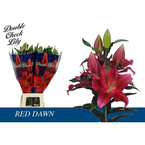 Lilium (Oriental Grp) 'Red Dawn'