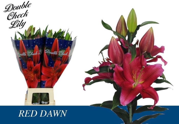 <h4>Lilium (Oriental Grp) 'Red Dawn'</h4>