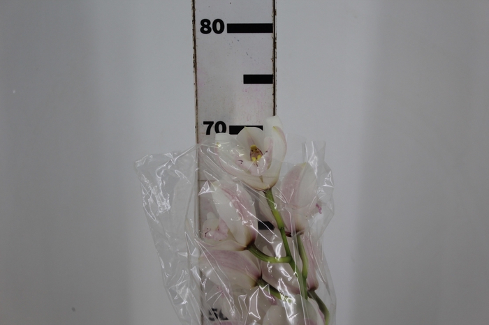<h4>CYMBIDIUM HT 5/9 FLS BRANCO</h4>