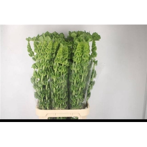 MOLUCCELLA STUK