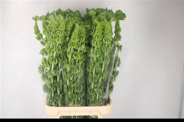 <h4>MOLUCCELLA STUK</h4>