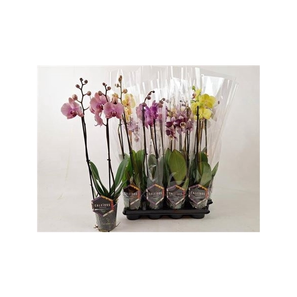 <h4>Phal Gem 4 Kl 2 Branches 12+</h4>