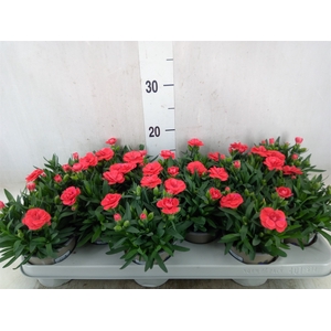 Dianthus  'Oscar Red'