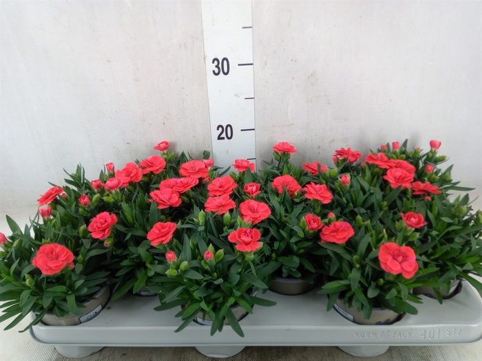 <h4>Dianthus  'Oscar Red'</h4>