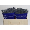 Eryngium Blue Dynamite