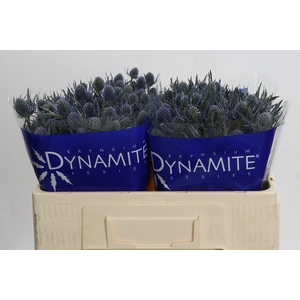 Eryngium Blue Dynamite
