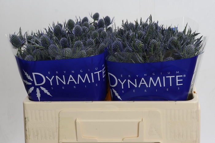 Eryngium Blue Dynamite