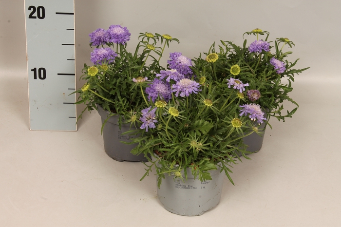 vaste planten 12 cm  Scabiosa columbaria Mariposa Blue