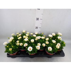 Osteospermum  'Sunny Pingo'