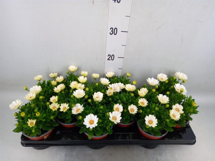 <h4>Osteospermum  'Sunny Pingo'</h4>