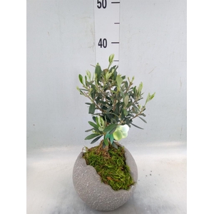 Arr.   Tuinplanten H%