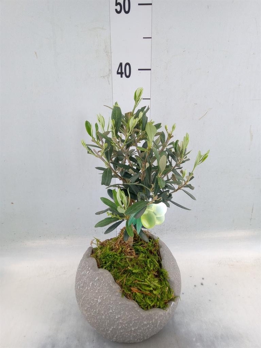 <h4>Arr.   Tuinplanten H%</h4>