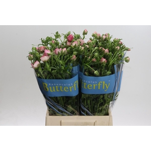 Ranunculus Butterfly Hera