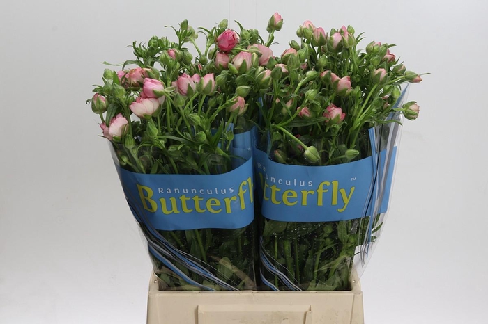 <h4>Ranunculus Butterfly Hera</h4>