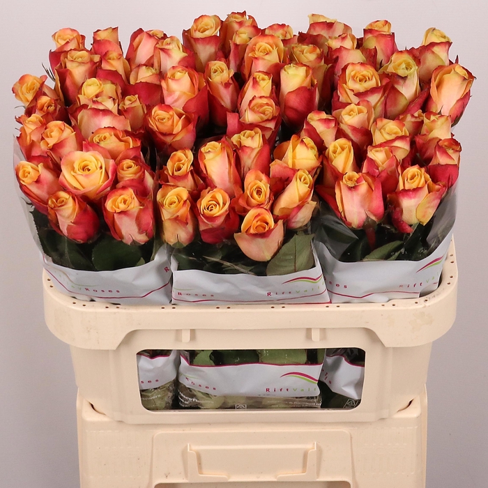 <h4>R GR PEBBLES</h4>