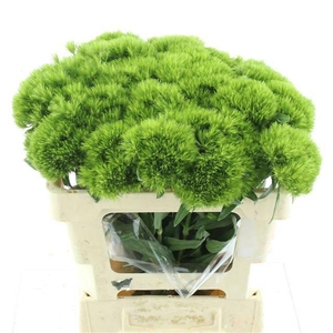 DI BARB GREEN WICKY