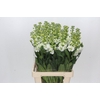 Matthiola Iron White