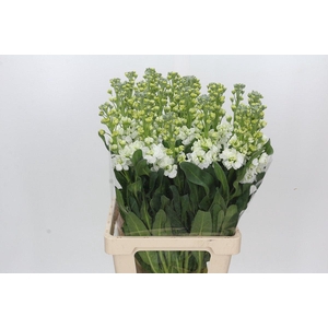 Matthiola Iron White