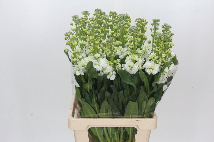 <h4>Matthiola Iron White</h4>